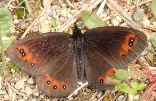 Erebia meolans